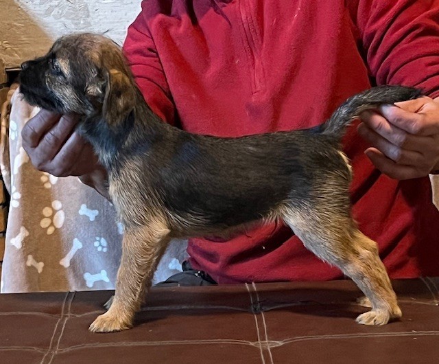 White white west - Chiot disponible  - Border Terrier