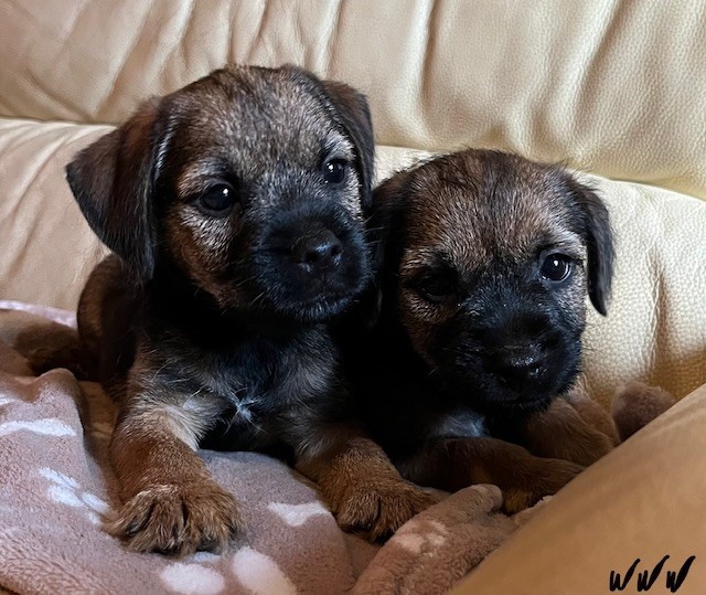 White white west - Chiot disponible  - Border Terrier
