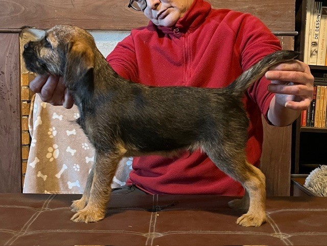 White white west - Chiot disponible  - Border Terrier