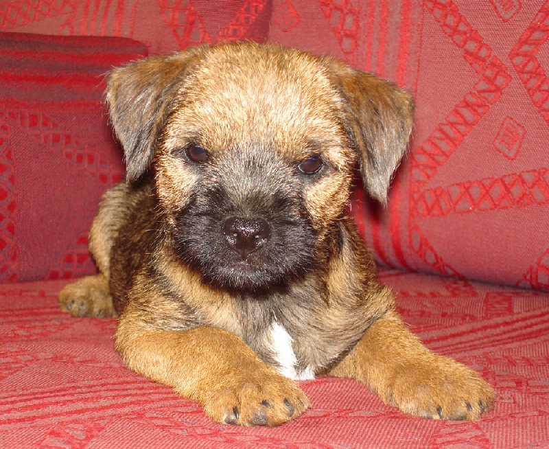 CH. Fairy  lola  gene from Crossing Borders