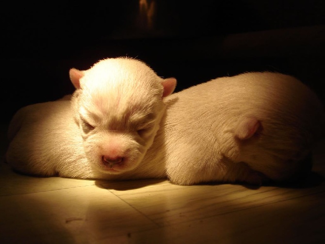 Chiots Westies à réserver