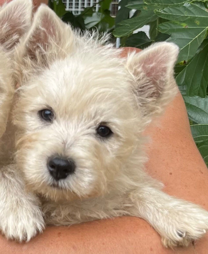 White white west - Chiots disponibles - West Highland White Terrier